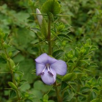 Barleria mysorensis B.Heyne ex Roth